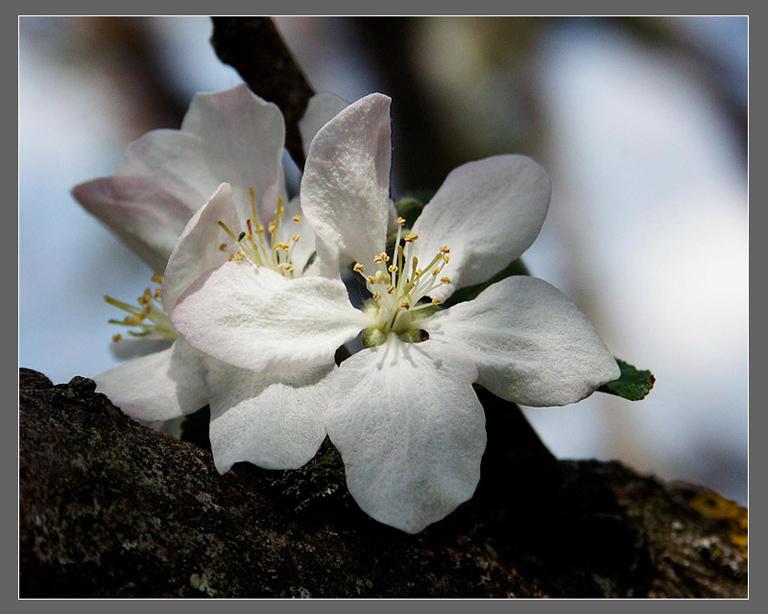 Flor del manzano.jpg
